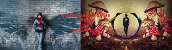 PSILOCYBIN Гусиноозёрск