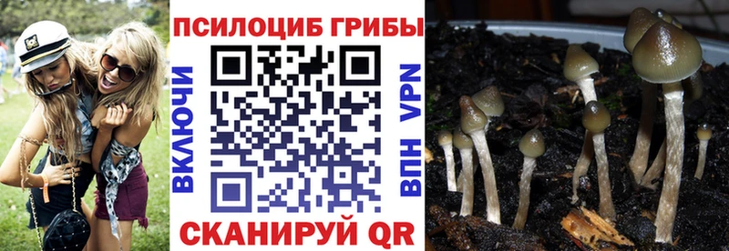 Псилоцибиновые грибы Psilocybine cubensis  Добрянка 